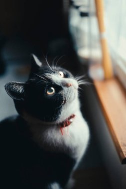 Pencerenin yanında bir kedi