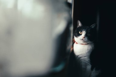 Pencerenin yanında bir kedi