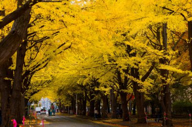 Hokkaido Üniversitesi Ginkgo Ağaç Hattı