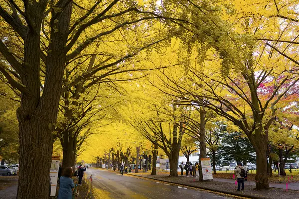 Hokkaido Üniversitesi Ginkgo Ağaç Hattı