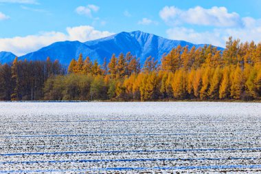 windproof forest in autumn hokkaido clipart