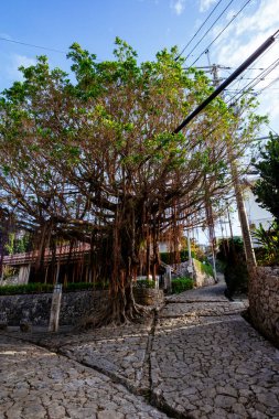 Okinawa 'daki eski kaldırım taşı yolu.