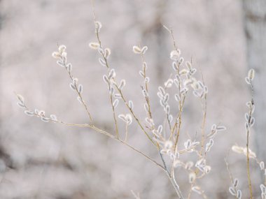 pussy willow in spring hokkaido