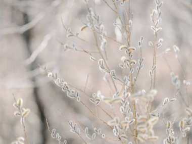 pussy willow in spring hokkaido