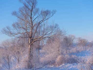 Soğuk sis ve ölü ağaç Kış sabahı