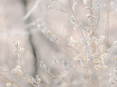 pussy willow in spring hokkaido