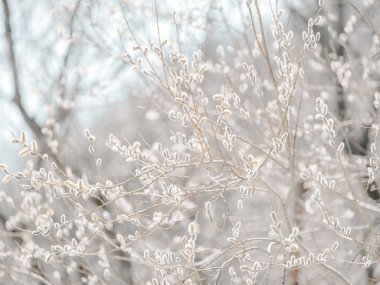 pussy willow in spring hokkaido