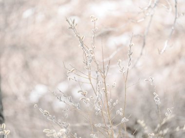 pussy willow in spring hokkaido