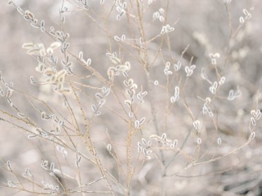 pussy willow in spring hokkaido