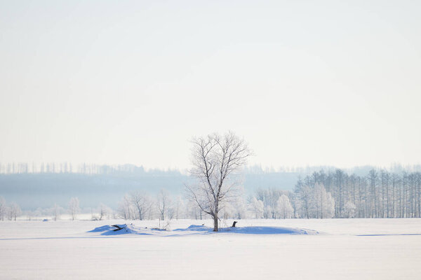 Cold mist and dead tree in winter morning