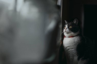 Pencerenin yanında bir kedi