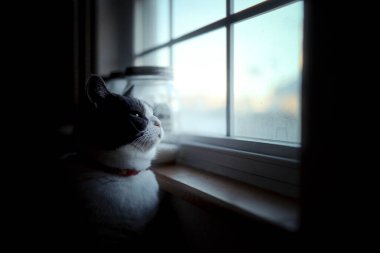 Pencerenin yanında bir kedi