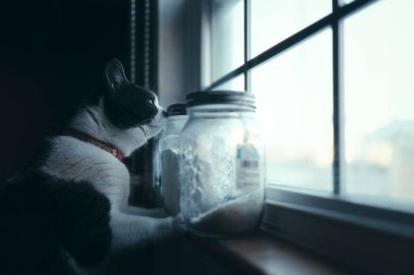 Pencerenin yanında bir kedi