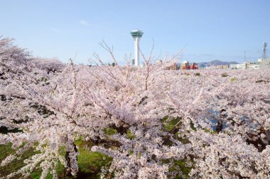 goryokaku tower and cherry blossoms clipart