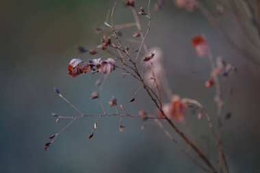 Sonbahar hokkaido 'sunda ölü yaprak