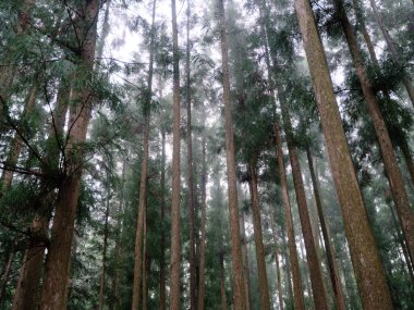 Sabah Japonya 'da sedir ormanı