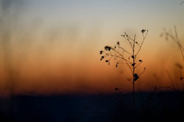 Kışın ölü bitki.