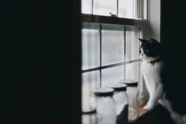 Pencerenin yanında bir kedi