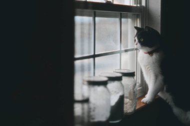 Pencerenin yanında bir kedi