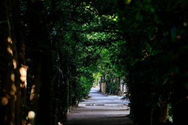 Fukugi Ağacı Okinawa 'da sıralanmış yol