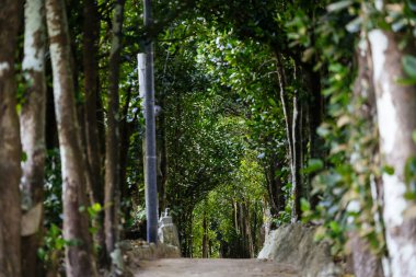 Fukugi Ağacı Okinawa 'da sıralanmış yol