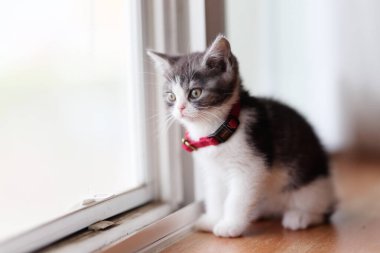 Pencerenin yanındaki sevimli kedi yavrusu.
