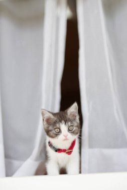 Pencerenin yanındaki sevimli kedi yavrusu.