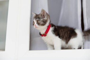 Pencerenin yanındaki sevimli kedi yavrusu.