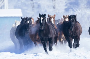 Koşan at kışın hokkaido