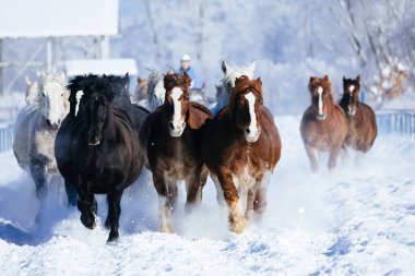 Koşan at kışın hokkaido