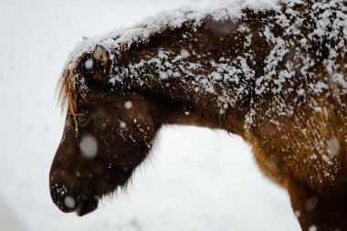 Dosanko atı kış otlağında