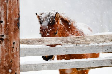 Dosanko atı kış otlağında