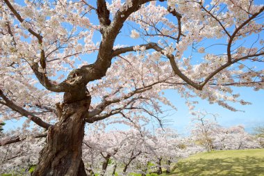 Japonya 'da kiraz çiçekleri var.