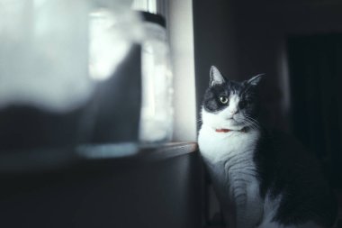 Pencerenin yanında bir kedi