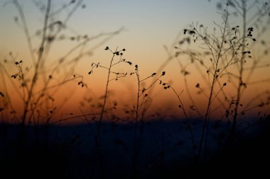 Kışın ölü bitki.