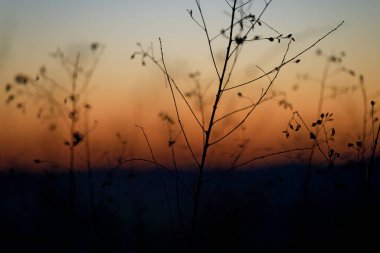 Kışın ölü bitki.