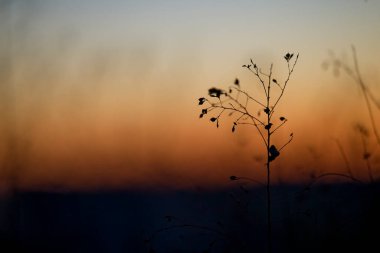 Kışın ölü bitki.