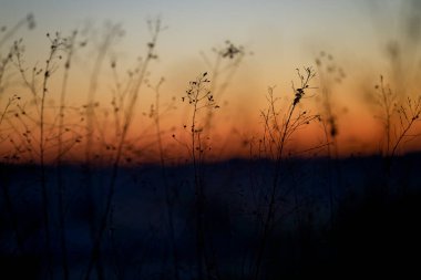 Kışın ölü bitki.