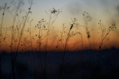 Kışın ölü bitki.