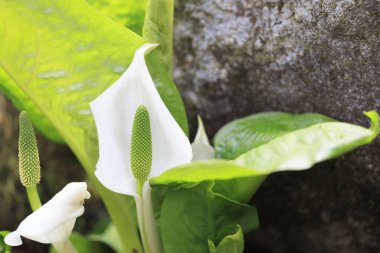 skunk cabbage in spring hokkaido clipart