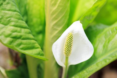 Bahar Hokkaido 'sunda kokarca lahanası