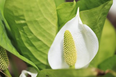 Bahar Hokkaido 'sunda kokarca lahanası