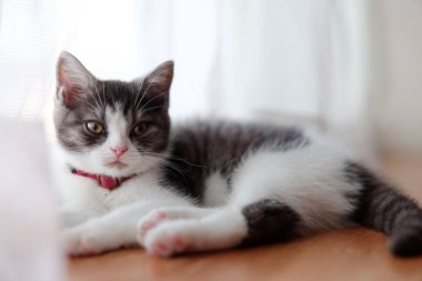 Pencerenin yanındaki sevimli kedi yavrusu.