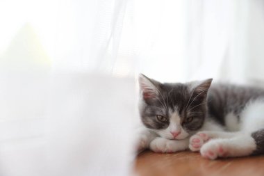 Pencerenin yanındaki sevimli kedi yavrusu.