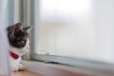 Pencerenin yanındaki sevimli kedi yavrusu.