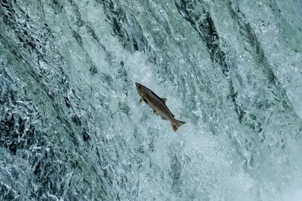 Şelaleden çıkan balıklar