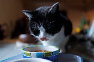 kedi evde yemek yiyor.