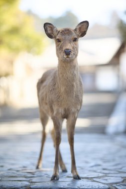 Nara Park 'taki geyik Japonya' da
