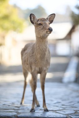 Nara Park 'taki geyik Japonya' da