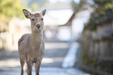 Nara Park 'taki geyik Japonya' da